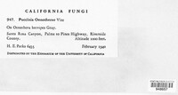 Puccinia oenotherae image